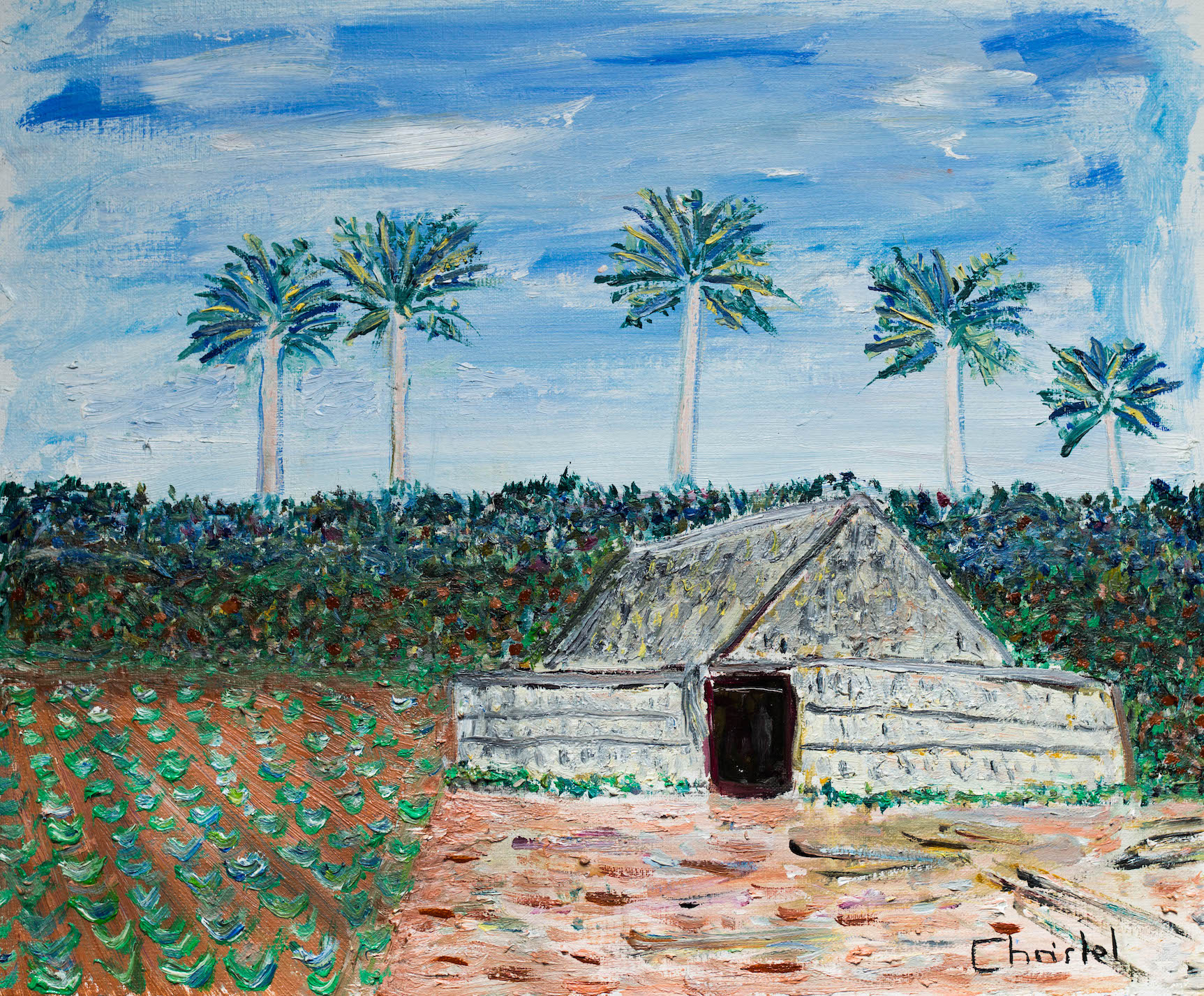 Champ de tabac de Vinales, souvenir de mon voyage à Cuba